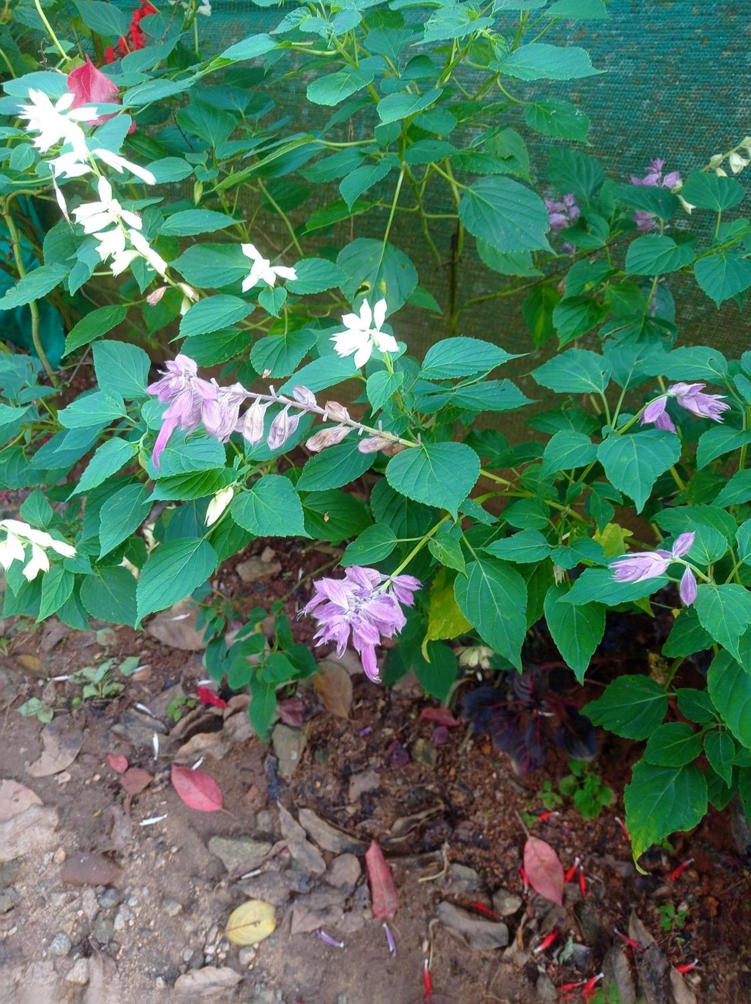 Munnar Home Stay Teadrops Plantation Villa Εξωτερικό φωτογραφία