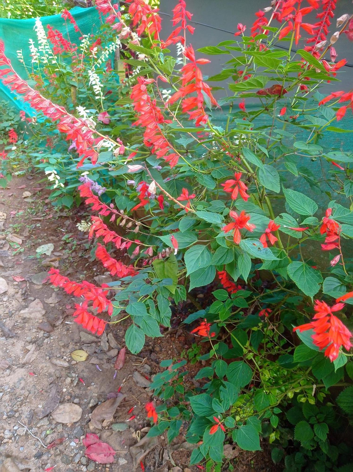 Munnar Home Stay Teadrops Plantation Villa Εξωτερικό φωτογραφία