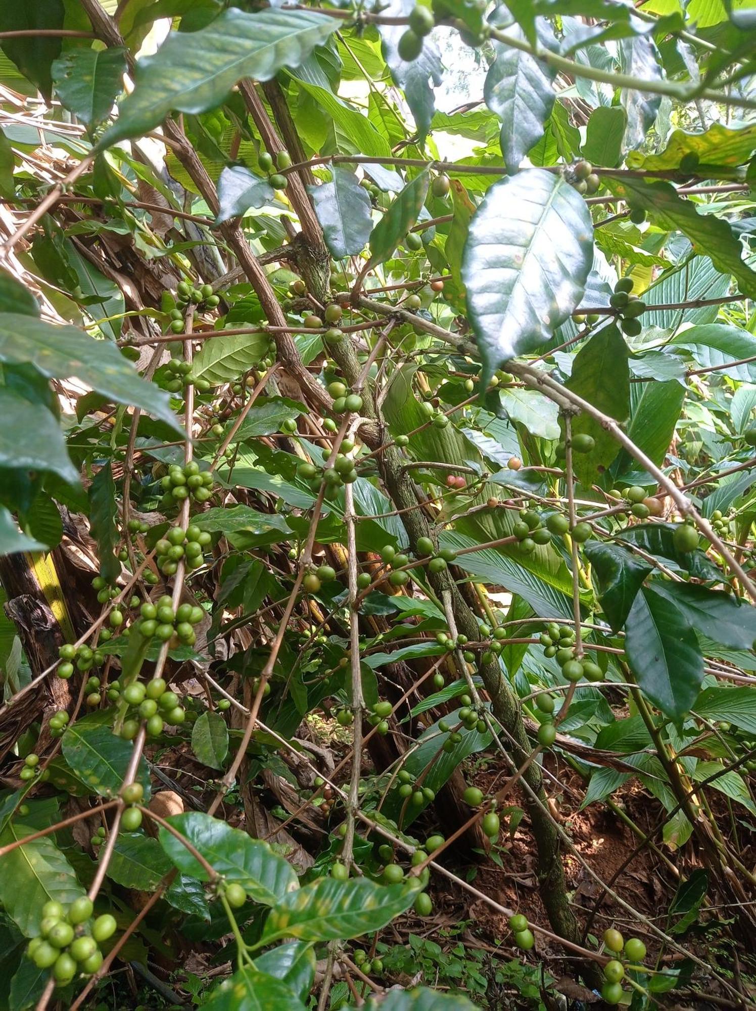 Munnar Home Stay Teadrops Plantation Villa Εξωτερικό φωτογραφία
