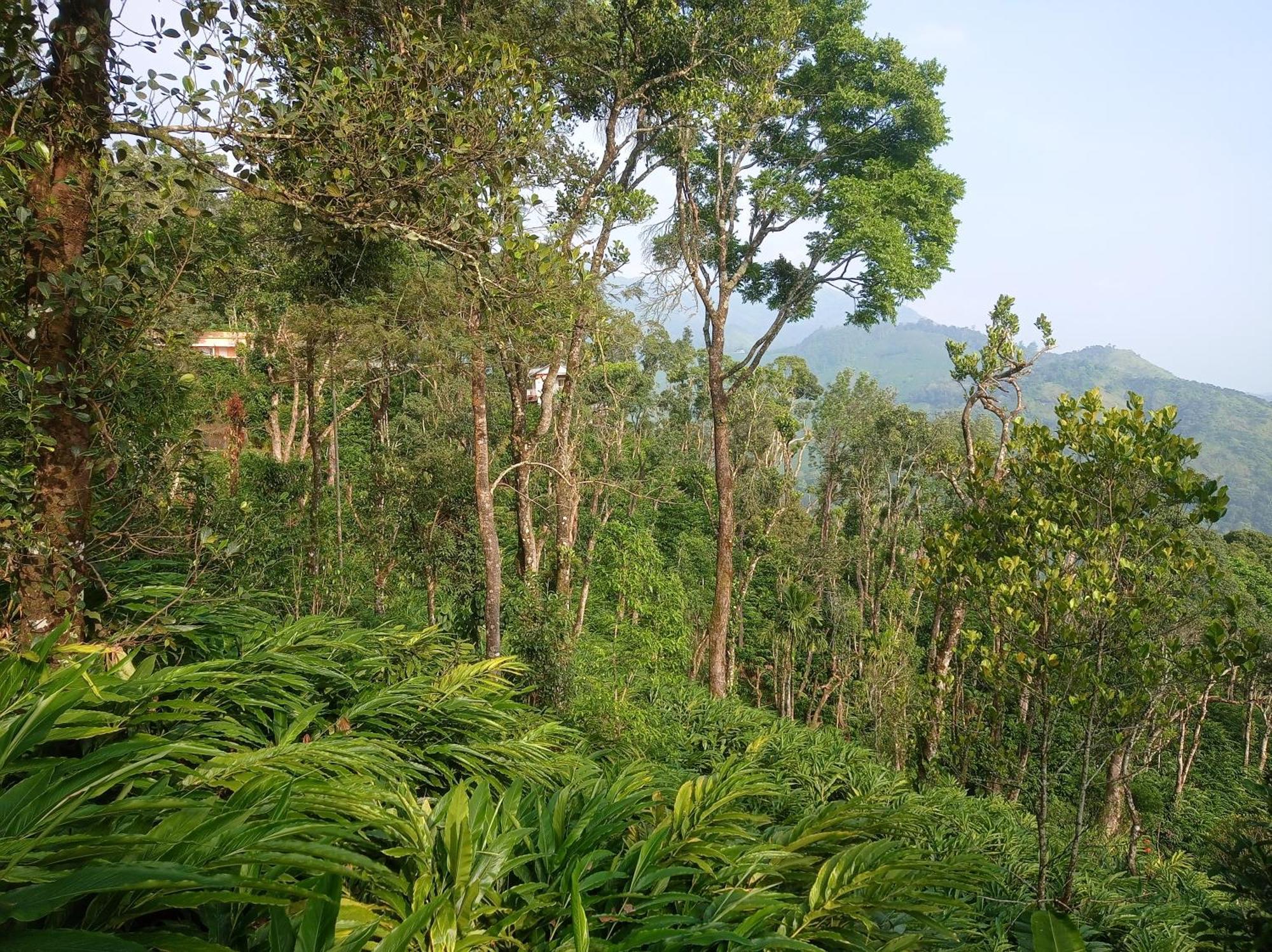 Munnar Home Stay Teadrops Plantation Villa Εξωτερικό φωτογραφία