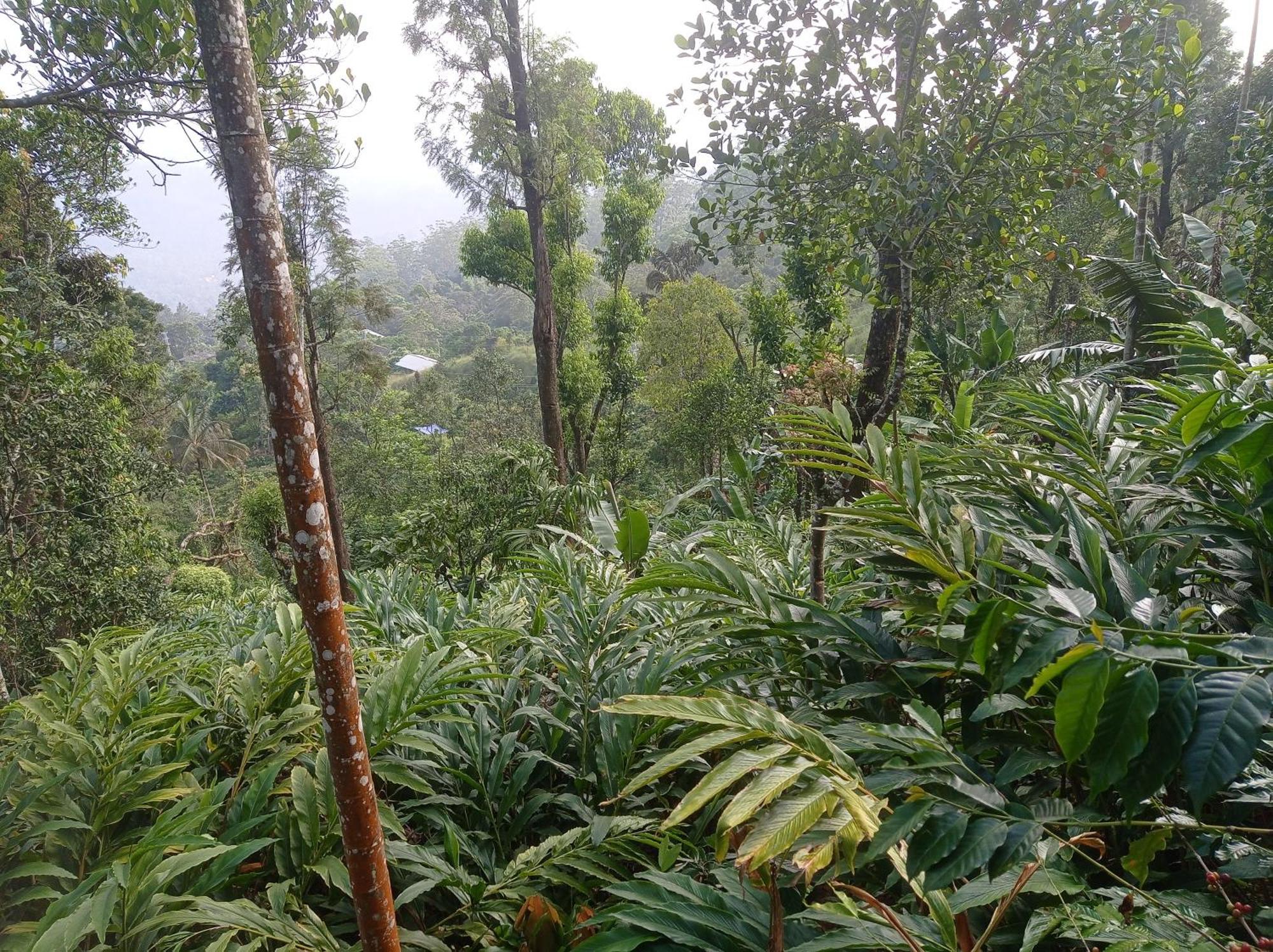 Munnar Home Stay Teadrops Plantation Villa Εξωτερικό φωτογραφία