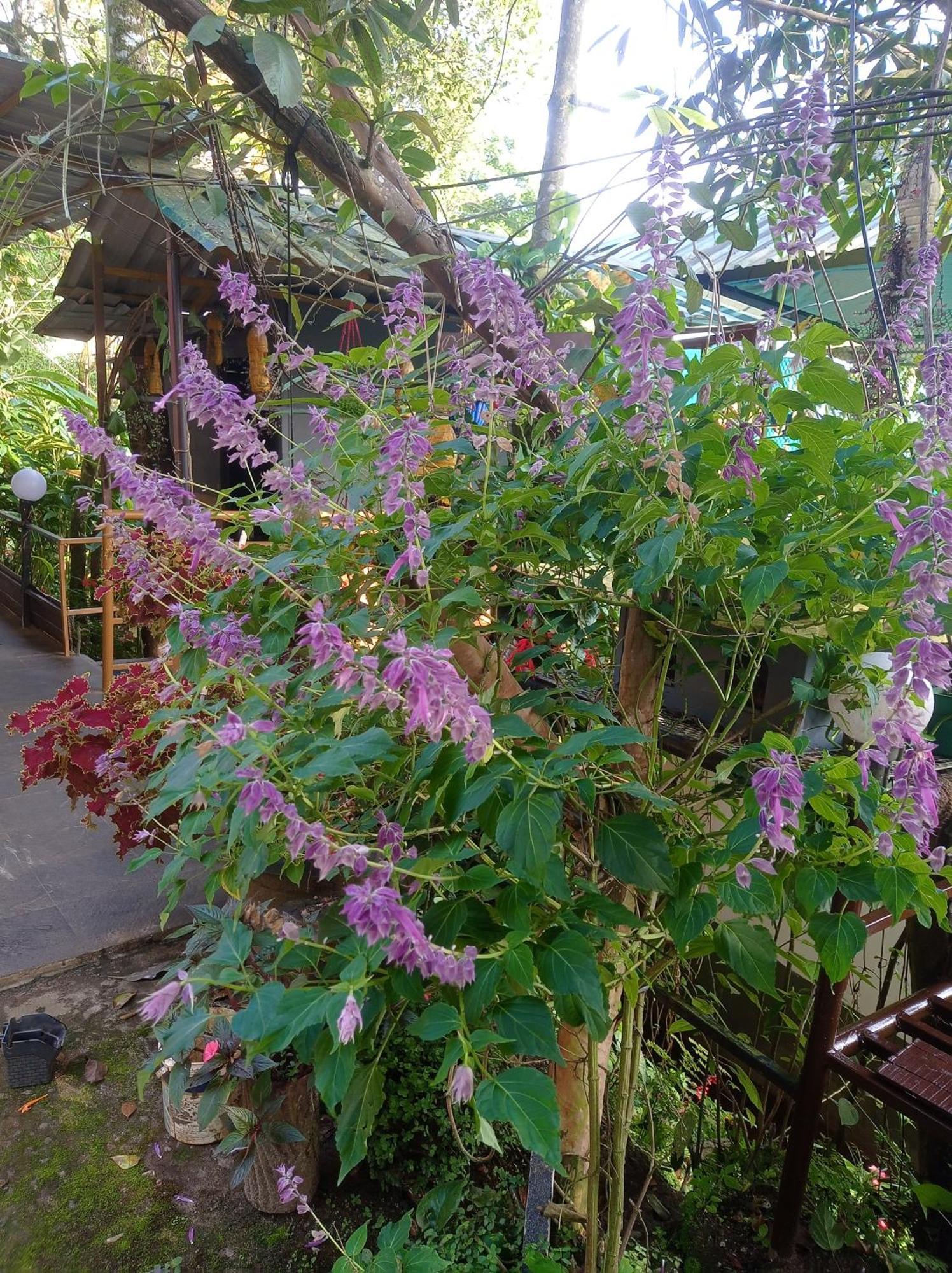 Munnar Home Stay Teadrops Plantation Villa Εξωτερικό φωτογραφία