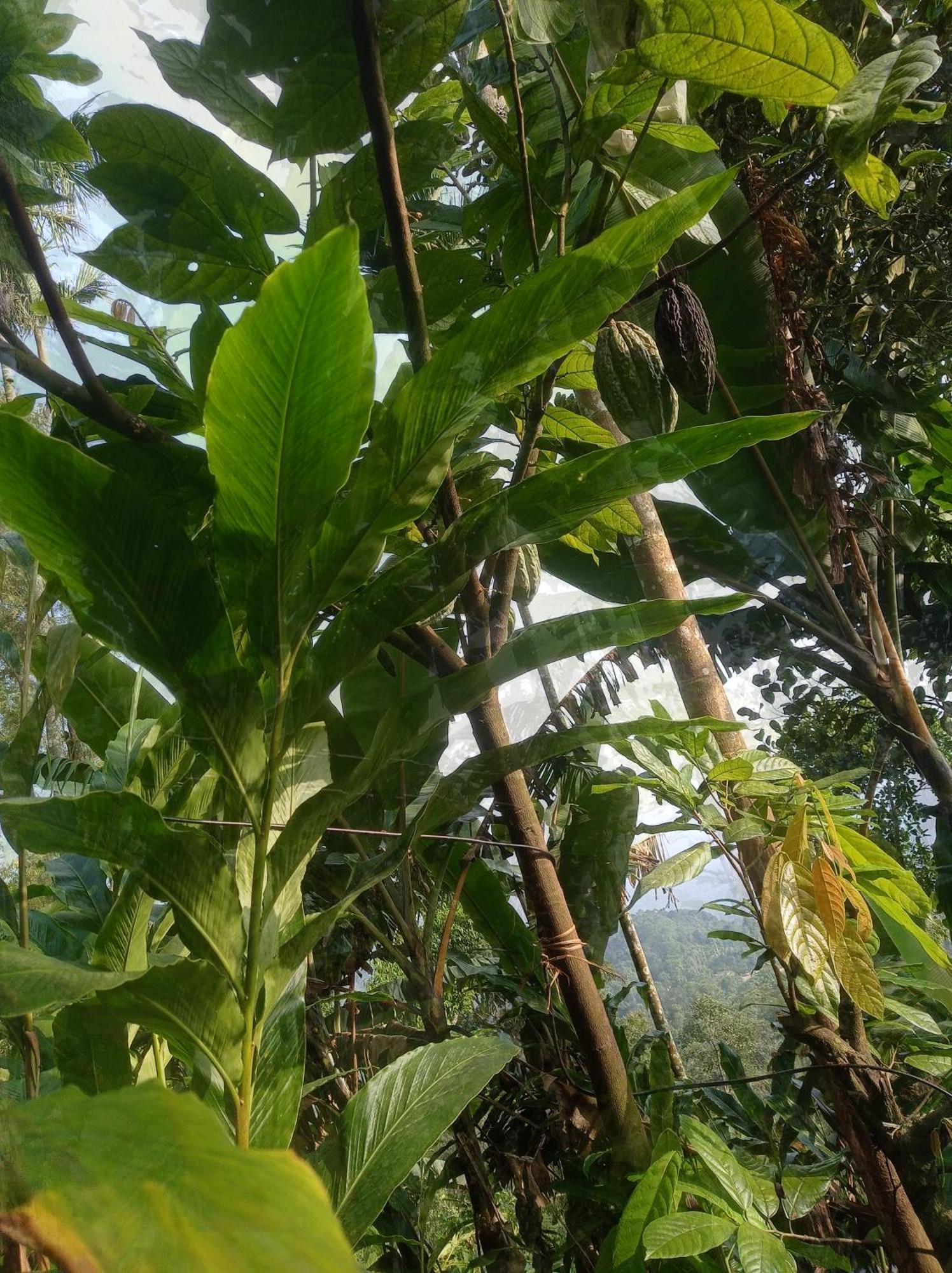 Munnar Home Stay Teadrops Plantation Villa Εξωτερικό φωτογραφία
