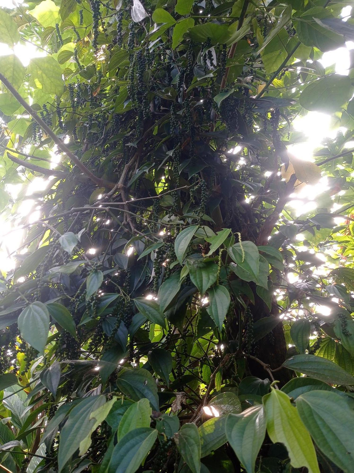 Munnar Home Stay Teadrops Plantation Villa Εξωτερικό φωτογραφία