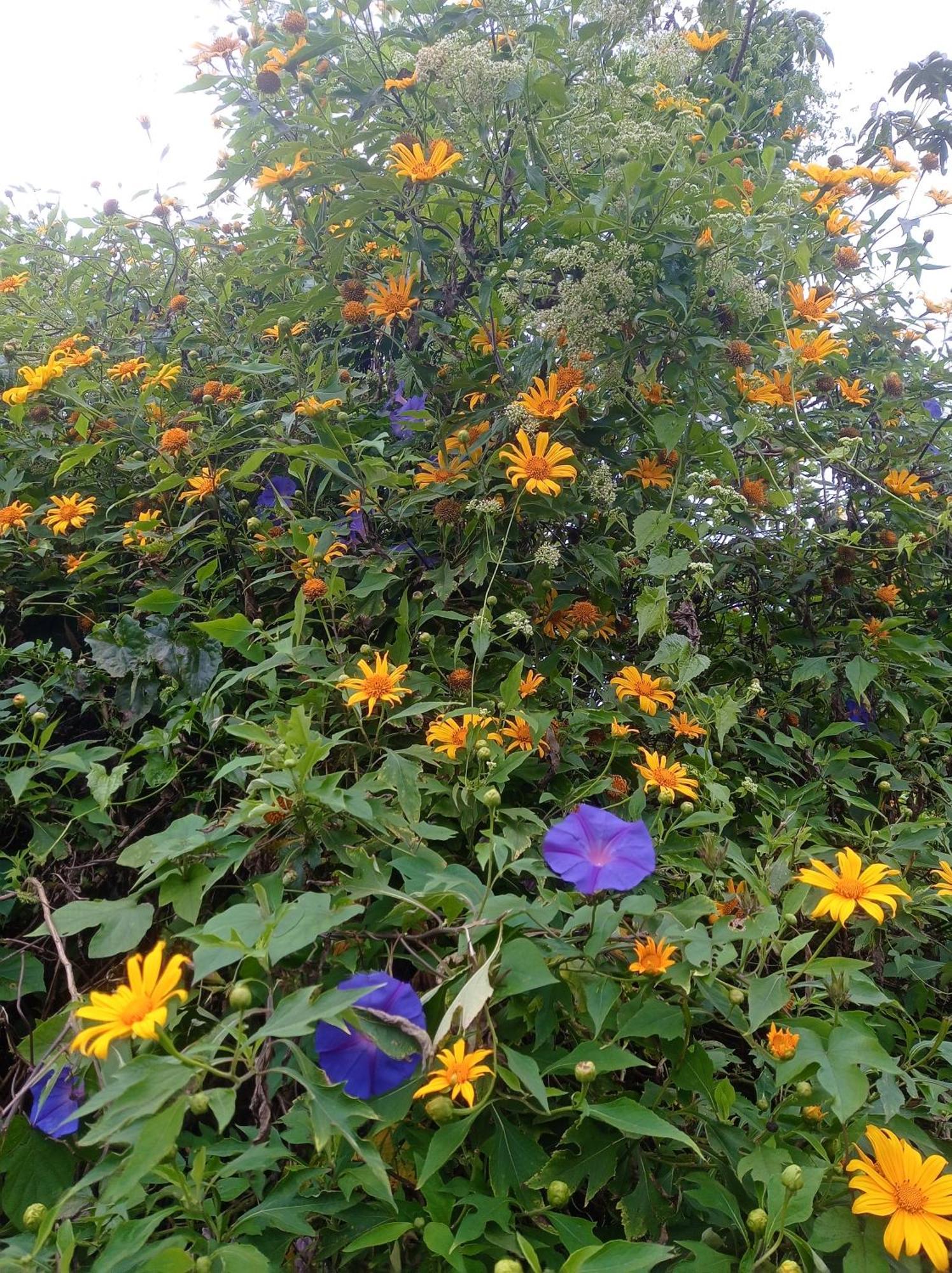 Munnar Home Stay Teadrops Plantation Villa Εξωτερικό φωτογραφία