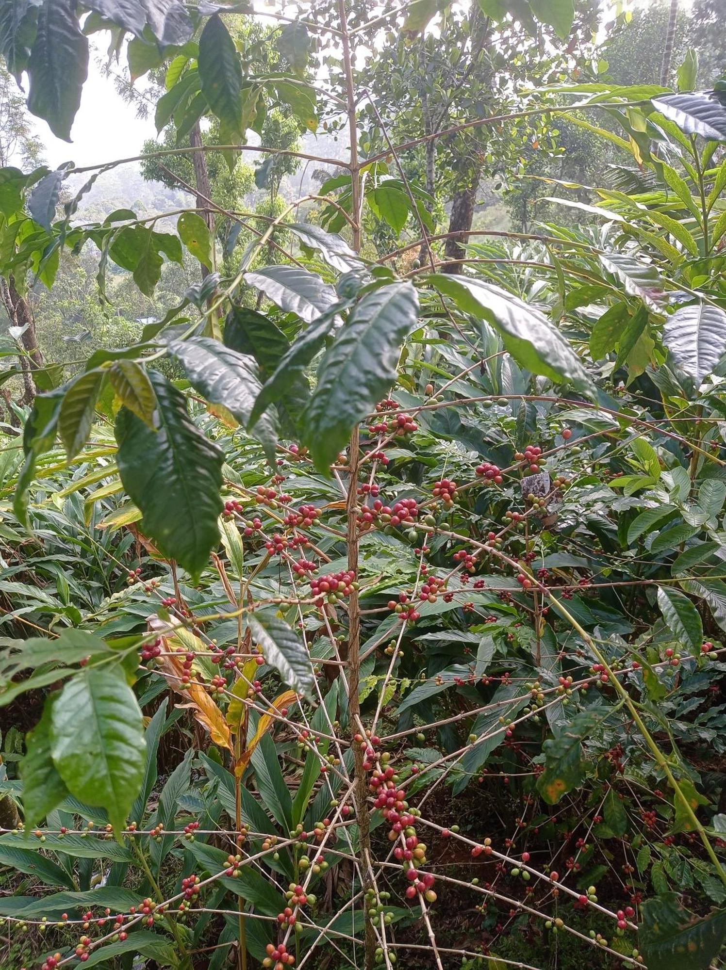 Munnar Home Stay Teadrops Plantation Villa Εξωτερικό φωτογραφία