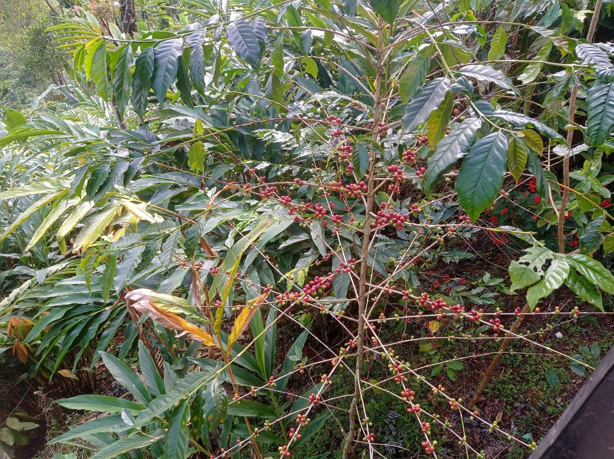 Munnar Home Stay Teadrops Plantation Villa Εξωτερικό φωτογραφία